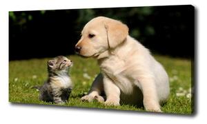 Foto obraz na plátne Pes a mačka na lúke oc-38411802