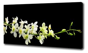 Foto obraz na plátne do obývačky Orchidea oc-4005190