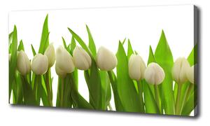 Foto obraz na plátne do obývačky Biele tulipány