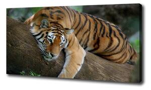 Foto obraz na plátne Tiger na strome oc-4289086