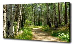 Foto obraz na plátne Chodník v lese oc-4509873