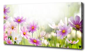 Foto obraz canvas Kvety na lúke oc-49015861
