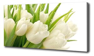 Foto obraz tlačený na plátne Biele tulipány oc-49549577