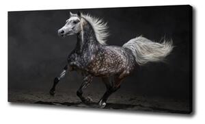 Foto obraz canvas Sivý arabský kôň oc-49747605