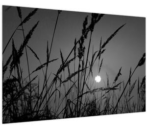Obraz - Lúka so západom slnka (90x60 cm)