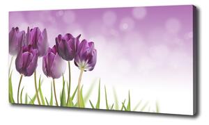 Foto obraz na plátne Fialové tulipány oc-52340543
