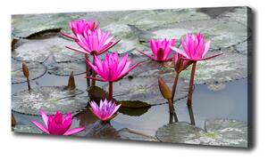 Foto obraz na plátne Kvet lotosu oc-57976414