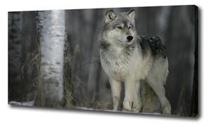 Foto obraz canvas Sivý vlk oc-57875164