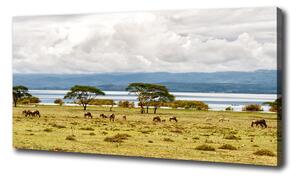 Foto obraz na plátne Jazero Naivasha oc-60219348