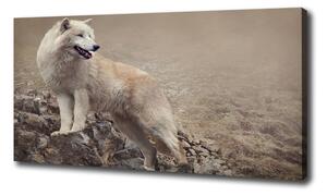 Foto obraz na plátne do obývačky Biely vlk na skale