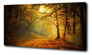 Foto obraz na plátne Jesenný les oc-60738927