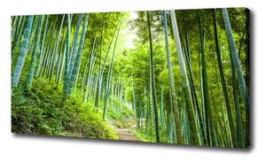 Foto obraz na plátne Bambusový les oc-60510509