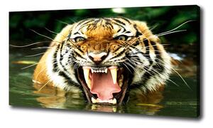 Foto obraz na plátne Revúci tigre oc-609474