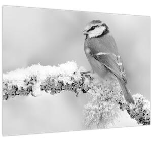 Obraz - Vtáčik na vetve (70x50 cm)