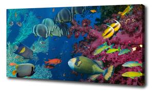 Foto obraz na plátne Koralový útes oc-64308436