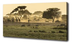 Foto obraz na plátne Žirafy na savane oc-64472028