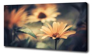 Moderný obraz canvas na ráme Jarný kvet oc-64765143