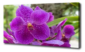 Foto obraz na plátne Orchidea oc-64607986