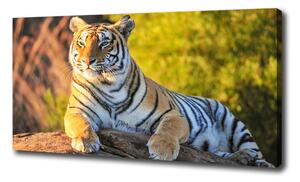 Foto obraz na plátne Portrét tigra oc-65114965