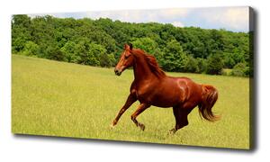 Foto obraz tlačený na plátne Kôň na lúke oc-68119926