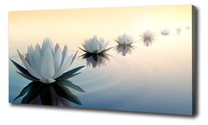 Foto obraz tlačený na plátne Kvety lotosu oc-68298321