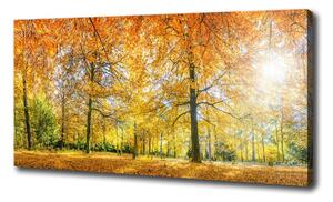 Foto obraz na plátne Jesenný les oc-70578437