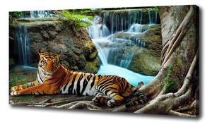 Foto obraz na plátne Tiger vodopád oc-70563855