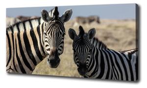 Foto obraz na plátne Dve zebry oc-70684470