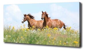 Foto obraz na plátne Dva kone v cvale oc-71484450
