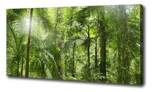 Foto obraz na plátne Tropický les oc-72098525