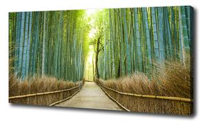 Foto obraz na plátne Bambusový les oc-72519653