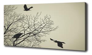 Moderný fotoobraz canvas na ráme Vrany na strome