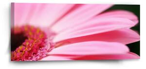 Sablio Obraz Ružová gerbera - 110x50 cm