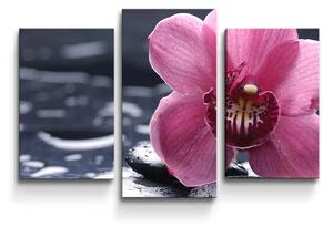 Sablio Obraz - 3-dílný Orchidea - 75x50 cm