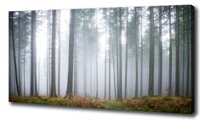 Foto obraz na plátne Hmla v lese oc-74026356