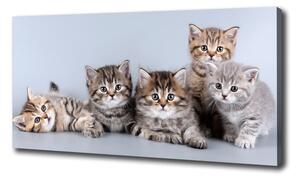 Foto obraz na plátne Päť mačiek oc-75950374