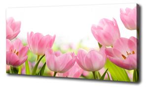 Foto obraz na plátne Ružové tulipány oc-76412458