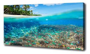 Foto obraz na plátne Koralový útes oc-78236057