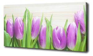 Foto obraz na plátne Fialové tulipány oc-78755149