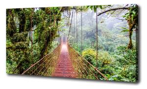 Foto obraz na plátne Most v pralese oc-79141355