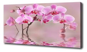 Foto obraz tlačený na plátne Ružová orchidea
