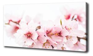Moderný obraz canvas na ráme Kvety višne oc-79943111