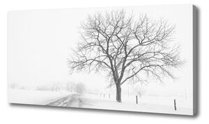 Foto obraz na plátne Strom zima oc-80032038