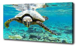 Foto obraz na plátne Morská korytnačka oc-83762438