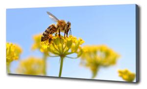Foto obraz na plátne Včela na kvetine oc-83831573