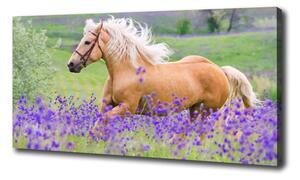 Foto obraz na plátne Kôň na poli levandule oc-84450910