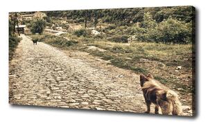Foto obraz na plátne Dvaja psi na kopci oc-84885891