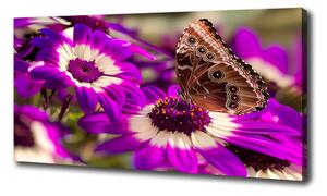 Foto obraz tlačený na plátne Motýľ na kvetine