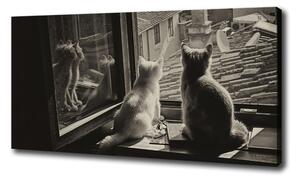 Foto obraz na plátne Mačky pri okne oc-86646592