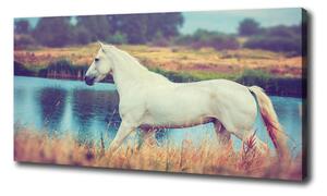 Foto obraz na plátne Bilka kôň jazero oc-87150545